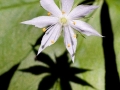 Spring Flowers