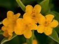 Spring Flowers