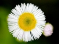 Spring Flowers