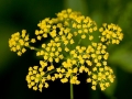 Spring Flowers