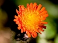 Spring Flowers