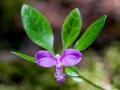 Spring Flowers