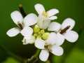 Spring Flowers