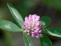 Spring Flowers