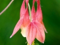 Spring Flowers