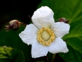 Spring Flowers