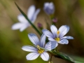Spring Flowers