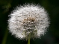 Spring Flowers