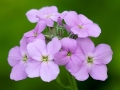 Spring Flowers