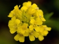 Spring Flowers