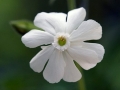 Spring Flowers