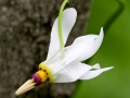 Spring Flowers