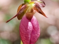 Spring Flowers