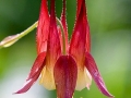 Spring Flowers