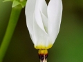 Spring Flowers
