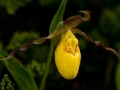 Spring Flowers
