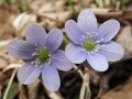 Spring Flowers