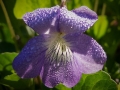 Spring Flowers