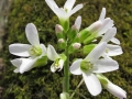 Spring Flowers