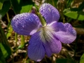 Spring Flowers