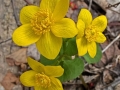 Spring Flowers