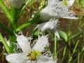 Spring Flowers