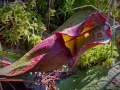 Spring Flowers