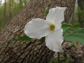 Spring Flowers