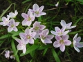Spring Flowers