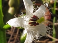 Spring Flowers
