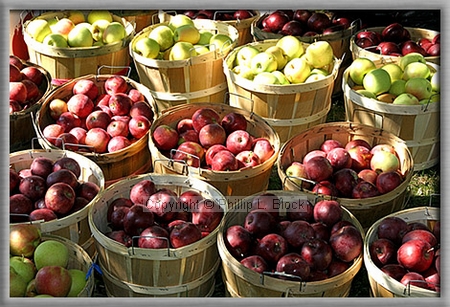 Baskets of Apples