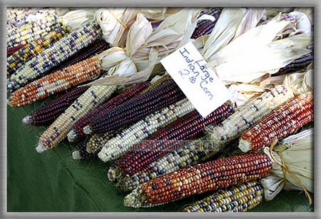 Large Indian Corn