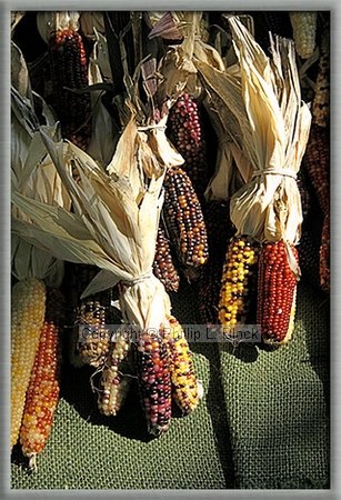 Small Indian Corn