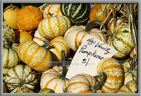 New Variety Punkemons