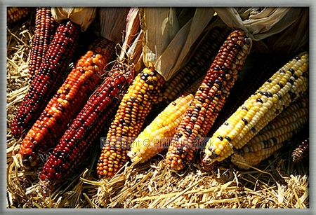 Large Indian Corn