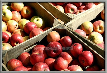 Fresh Apples