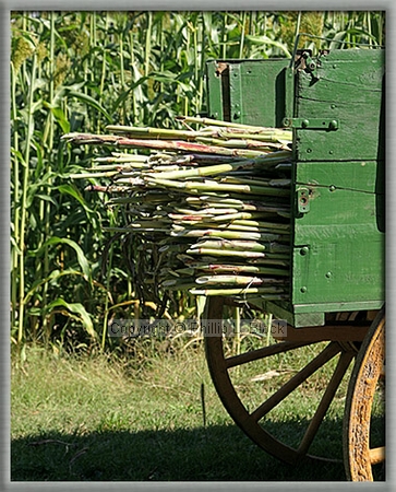 Sorghum Wagon