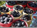 Purple Plums