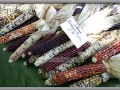 Large Indian Corn
