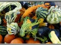 Assorted Gourds