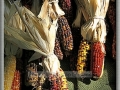 Small Indian Corn