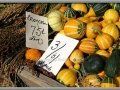 Broomcorn and Gourds