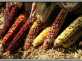 Large Indian Corn
