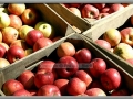 Fresh Apples