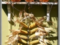 Autumn Artwork