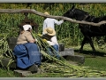 Sorghum Press